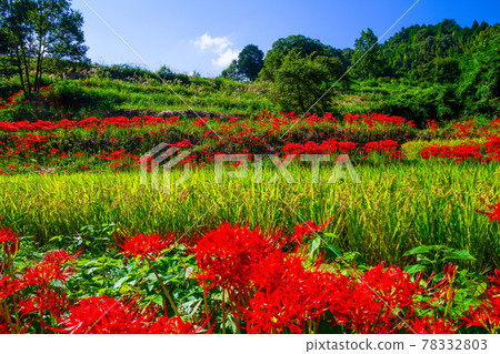 稻田水稻梯田和群集孤挺花 78332803