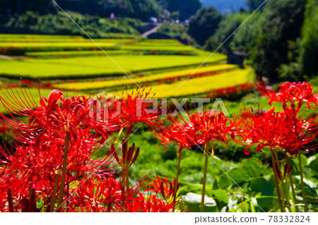 稻田水稻梯田和群集孤挺花 稻田水稻梯田和群集孤挺花 78332824