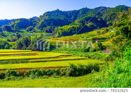 稻田水稻梯田和群集孤挺花 78332825
