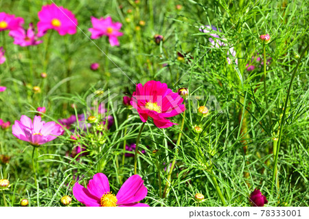 Autumn Satoyama Garden Festa 2020 Large Flower Bed Autumn Flowers / Cosmos Autumn Satoyama Garden Festa 2020 Large Flower Bed Autumn Flowers / Cosmos 78333001