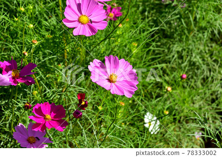 Autumn Satoyama Garden Festa 2020 Large Flower Bed Autumn Flowers / Cosmos 78333002