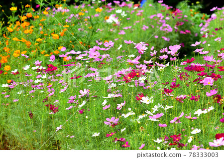 Autumn Satoyama Garden Festa 2020 Large Flower Bed Autumn Flowers / Cosmos 78333003