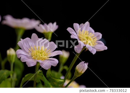 Close-up of Aster savatier flowers (black background) Close-up of Aster savatier flowers (black background) 78333012