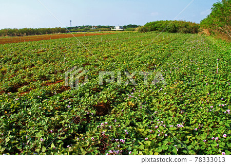 Okinawa's specialty, red potato field Okinawa's specialty, red potato field 78333013
