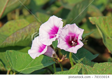 Okinawa's specialty, red potato flowers 78333014