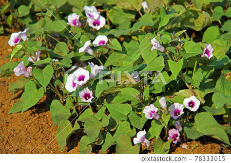 沖繩特產紅薯田 78333015