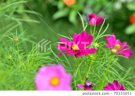 Autumn Satoyama Garden Festa 2020 Large Flower Bed Autumn Flowers / Cosmos 78333051