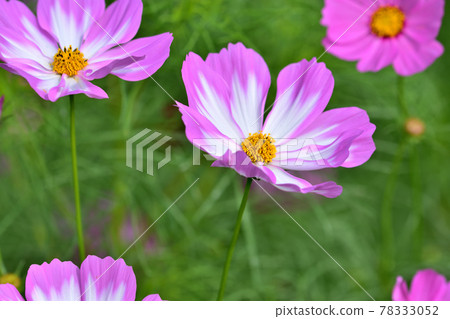秋季里山花園節 2020 大花壇 秋花 / 波斯菊 78333052