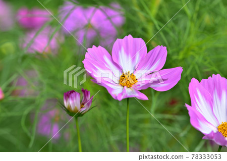 秋季里山花園節 2020 大花壇 秋花 / 波斯菊 78333053