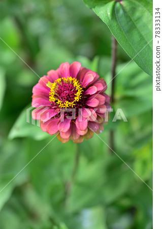 Autumn Satoyama Garden Festa 2020 Large Flowerbed Autumn Flowers, Zinnia 78333134