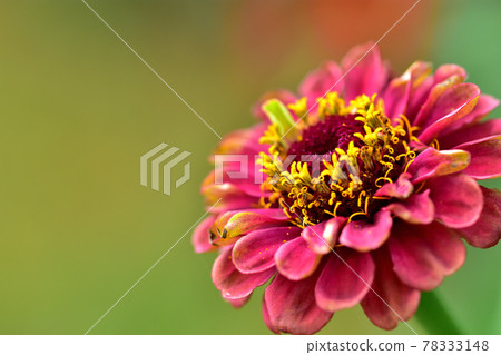 秋季里山花園節 2020 大型花壇秋花，百日草 78333148
