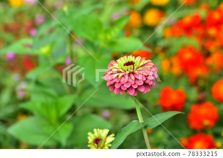 秋季里山花園節 2020 大型花壇秋花，百日草 78333215