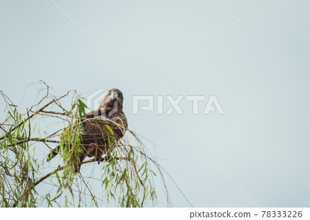 On the tree 78333226