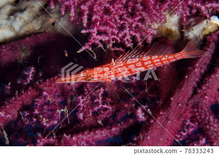 熱帶魚長鼻鷹魚 78333243