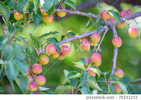 開始成熟的古梅果實 開始成熟的古梅果實 78333255