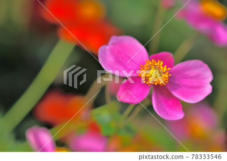 Autumn Satoyama Garden Festa 2020 Large Flowerbed Autumn Flowers, Japanese Anemone 78333546