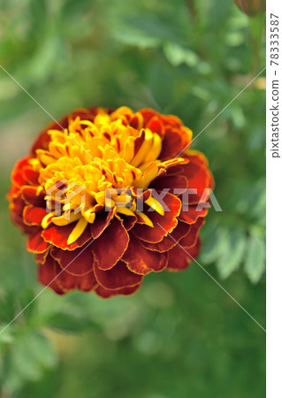 Autumn Satoyama Garden Festa 2020 Large Flowerbed Autumn Flowers / Marigold Autumn Satoyama Garden Festa 2020 Large Flowerbed Autumn Flowers / Marigold 78333587