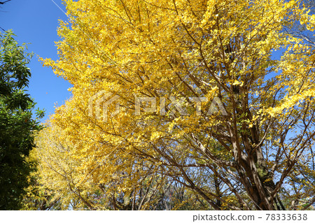 秋天的銀杏 Ginkgo Yellow 美麗的公園 藍天 黃色 可愛 秋天的銀杏 Ginkgo Yellow 美麗的公園 藍天 黃色 可愛 78333638