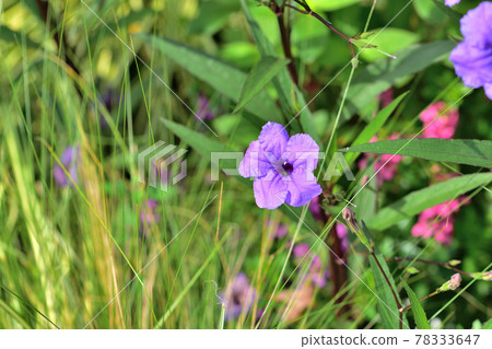 秋季里山花園節 2020 大花壇秋花,盧埃尼亞 秋季里山花園節 2020 大花壇秋花,盧埃尼亞 78333647