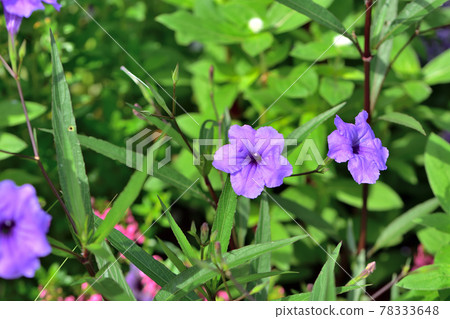 Autumn Satoyama Garden Festa 2020 Large Flowerbed Autumn Flowers, Luenia Autumn Satoyama Garden Festa 2020 Large Flowerbed Autumn Flowers, Luenia 78333648
