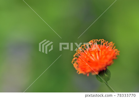 Autumn Satoyama Garden Festa 2020 Large Flowerbed Autumn Flowers / Kakaria 78333770