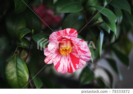 盛開的山茶花粉紅色鳶尾花和紅色花朵 盛開的山茶花粉紅色鳶尾花和紅色花朵 78333872
