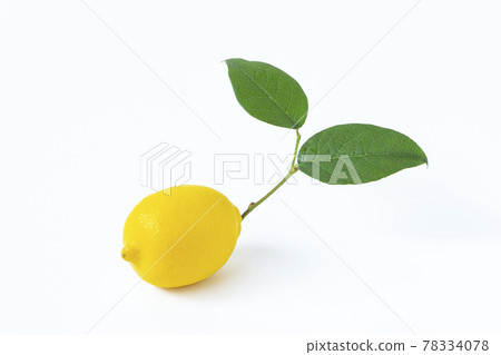 Lemon with branches Lemon with branches 78334078
