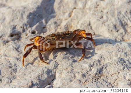Freshwater river crab (Potamon ibericum) on stone near a mountain river 78334158