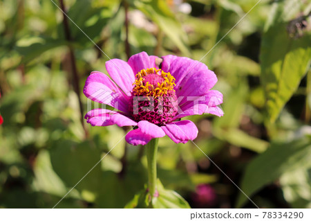 Flower Flower field Pink Beautiful beautiful autumn Zinnia Autumn scenery Vivid large flower 78334290