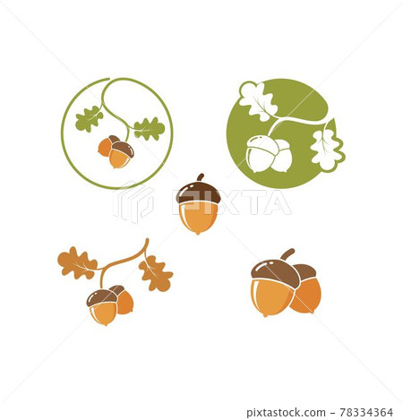 oak acorn vector illustration design oak acorn vector illustration design 78334364