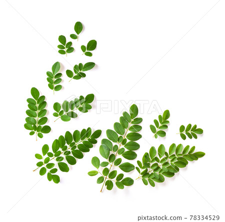 Moringa leaves on white background Moringa leaves on white background 78334529
