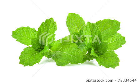 mint leaf herb isolated on white background mint leaf herb isolated on white background 78334544