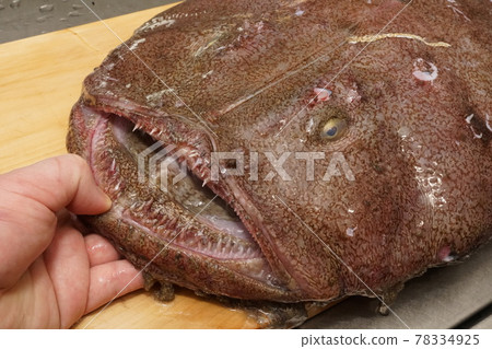 琵琶魚鋒利的牙齒很危險 琵琶魚鋒利的牙齒很危險 78334925