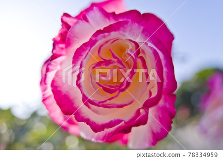 Pink and white roses are in bloom in the rose garden. The name of this rose is Double Delight. Pink and white roses are in bloom in the rose garden. The name of this rose is Double Delight. 78334959