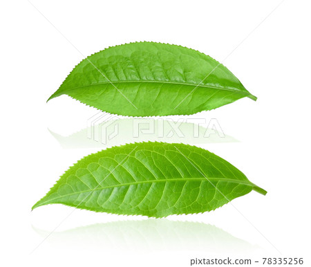 tea leaf isolated on white background tea leaf isolated on white background 78335256
