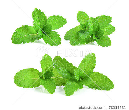 mint leafs herb. isolated on white background 78335381