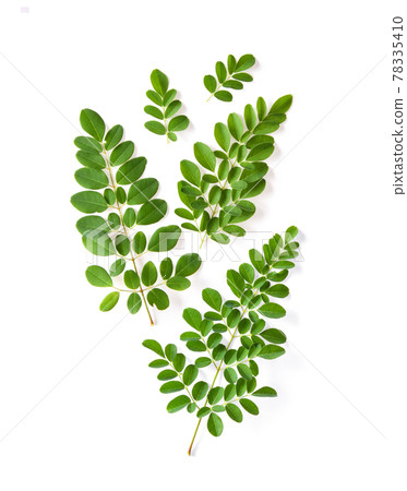 Moringa leaves have medicinal properties. top view Moringa leaves have medicinal properties. top view 78335410