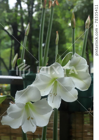 Pure white amaryllis close-up Pure white amaryllis close-up 78335411