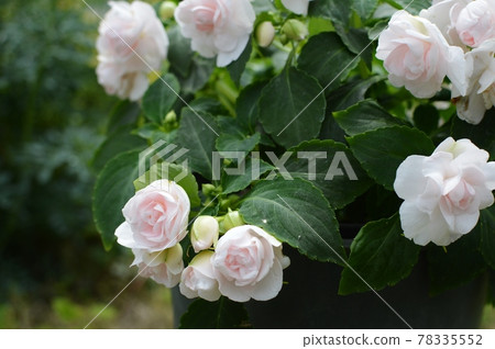 雙花白鳳仙花 照片素材 圖片 圖庫