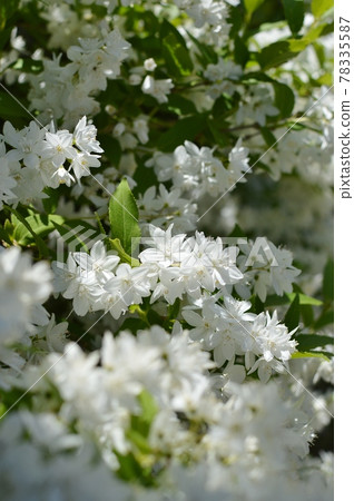 Image of Slender deutzia in full bloom