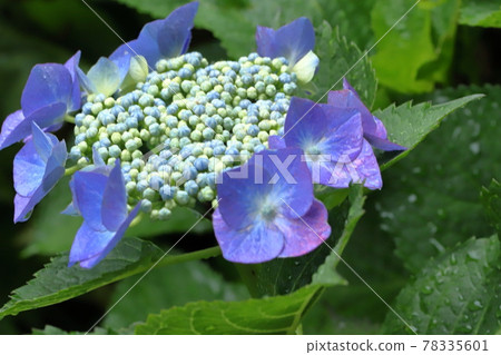 Mai繡球花 Mai繡球花 78335601