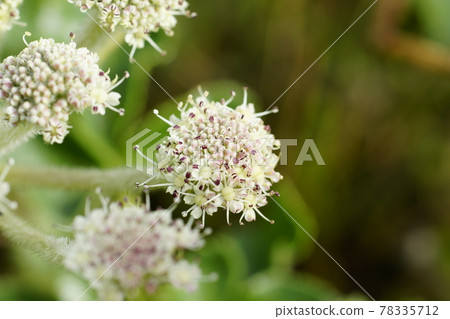 Glehnia flowers 78335712