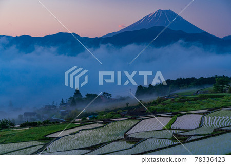 （山梨縣）中野梯田，水稻種植後，黎明 78336423