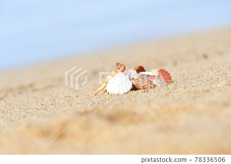 貝殼圖片（新潟縣） 78336506