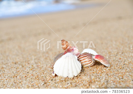 貝殼圖片（新潟縣） 78336523