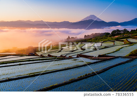(Yamanashi Prefecture) Nakano Rice Terraces, after rice planting, sunrise 78336555