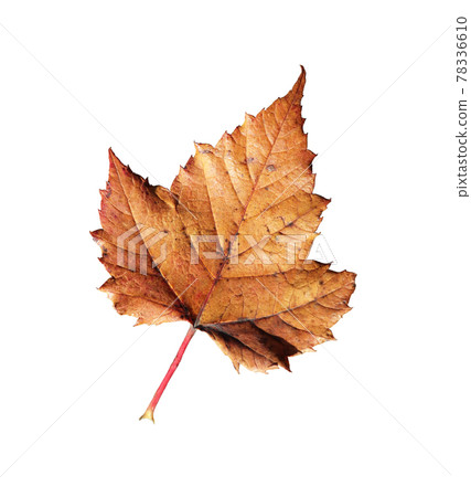 Dead leaf cutout 78336610