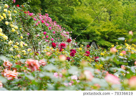 Yellow roses in the rose garden 78336619