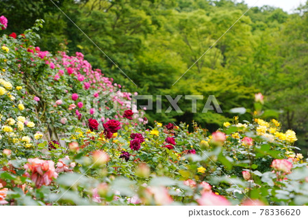 Yellow roses in the rose garden 78336620