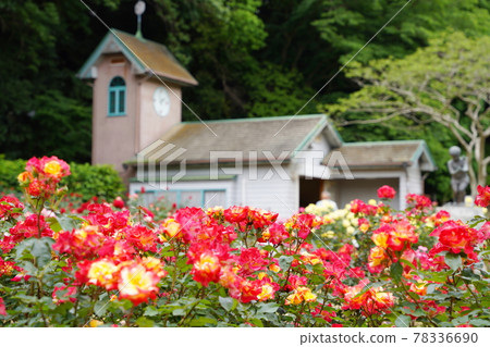 Red roses in the rose garden Red roses in the rose garden 78336690